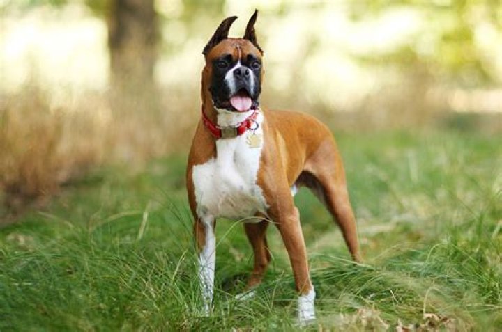 Boxer Wikiramp
