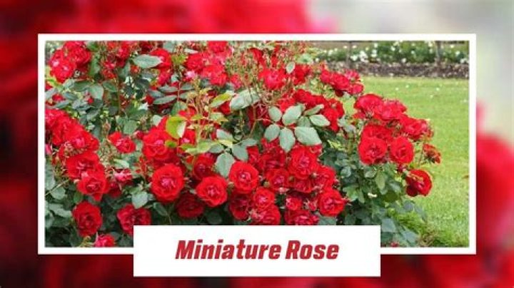 India Love Shows Off Roses Boxer Devin Haney Sent Her