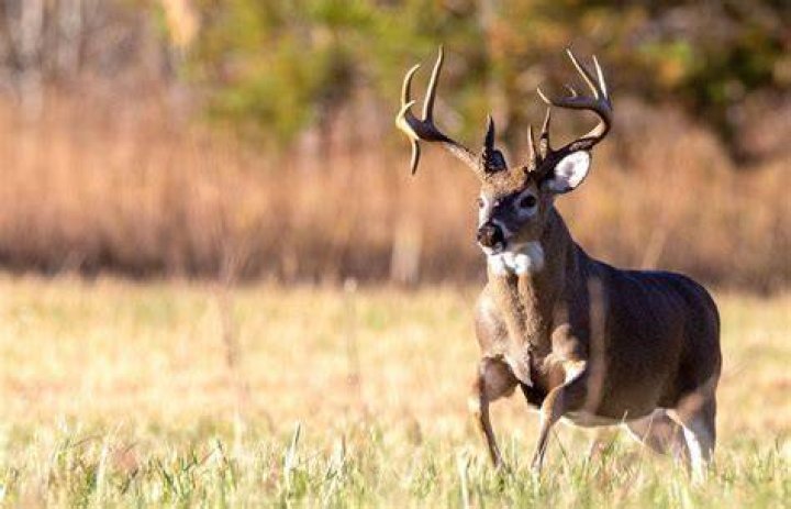 Pictures of Buck Adams