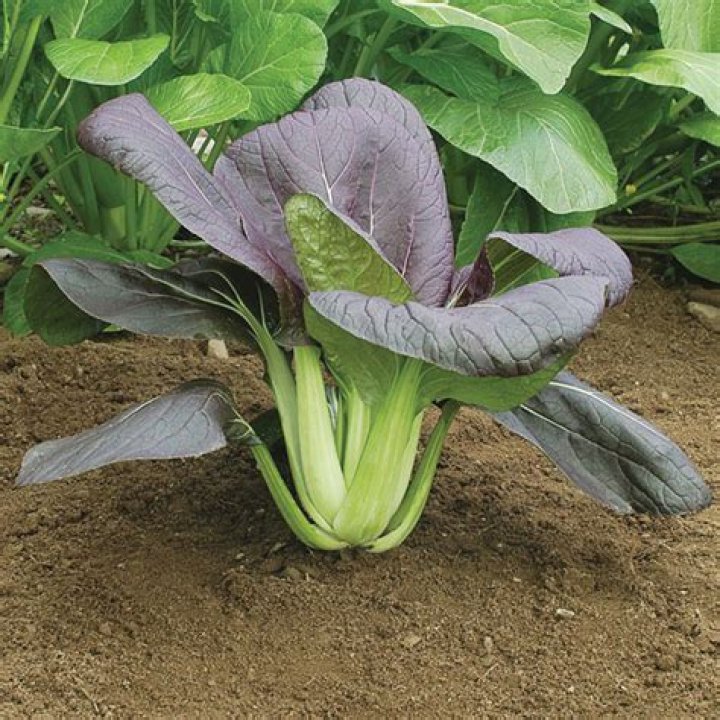 Red Choi